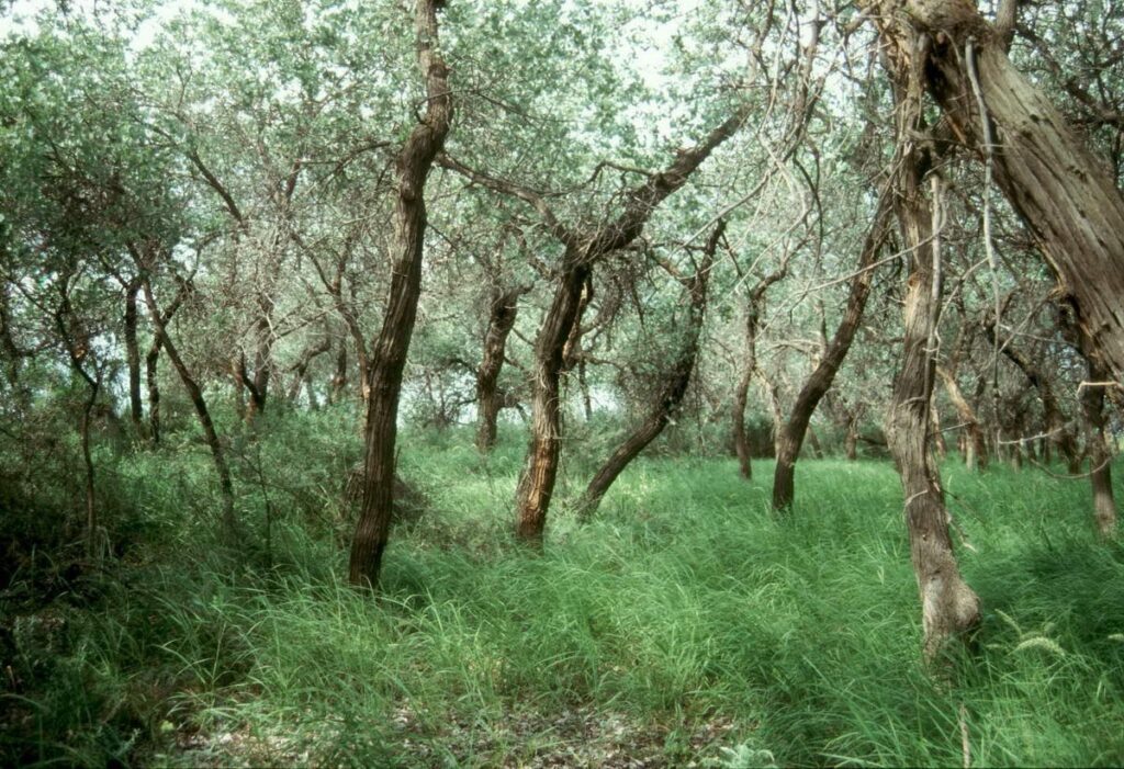 Sayxun qo‘riqxonasi