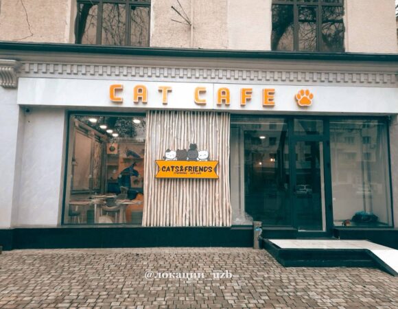 Cat Cafe