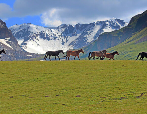 Wild UZ Family: Discover the Spirit of Adventure in Uzbekistan